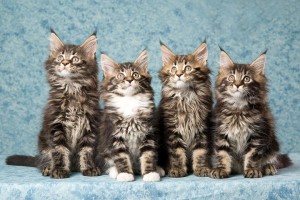 Ondanks dat de Maine Coons een van de grootste kattenrassen ter wereld is, is zijn stemgeluid erg zachtjes en gematigd.©Linn Currie - Fotolia