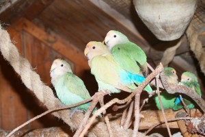 Plaatst u de voliere buiten, zorg er dan voor dat de voorzijde richting zuiden gelegen is.© Heidi Schmieder - Fotolia