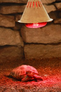 Een warmtemat is een oplossing als de warmtelamp niet voor voldoende warmte zorgt.©zingiber - Fotolia