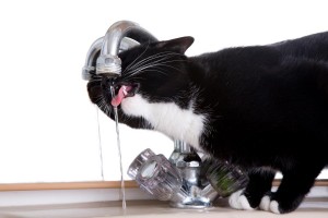 Let op dat je de kat bij braken wel elk half uur een beetje water geeft