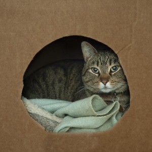 De werpkist of kartonnen doos voor uw drachtige kat dient op een rustige plaats neergezet te worden.©EVAN SHARBONEAU