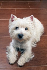 West Highland White Terrier is vanwege zijn grootte ideaal om te jagen op konijnen omdat de Westie het konijn kon achtervolgen in zijn hol ©Ingo Bartussek - Fotolia