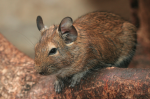 De degoe heeft net als de chinchilla schelpvormige ogen. ©Arjan Haverkamp, op Flickr. Licensie: Creative Commons BY- 2.0