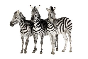 Zebra's behoren net als paarden tot de familie van de paardachtigen die weer tot de orde der onevenhoevigen die tot de orde der hoefachtigen behoort.©www.isselee.com