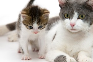 Zwangere poes met kitten