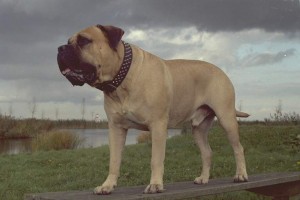 De Bullmastiff heeft een rode of roodbruine kleur vacht met een zwart masker. ©Bullmastiff kennel: The Dog of ORLOK Bullmastiffs